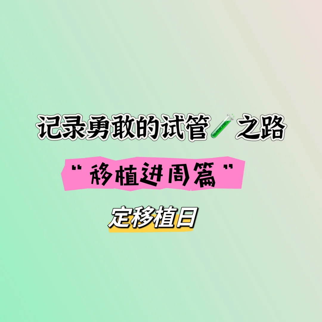 试管移植进周·定移植日